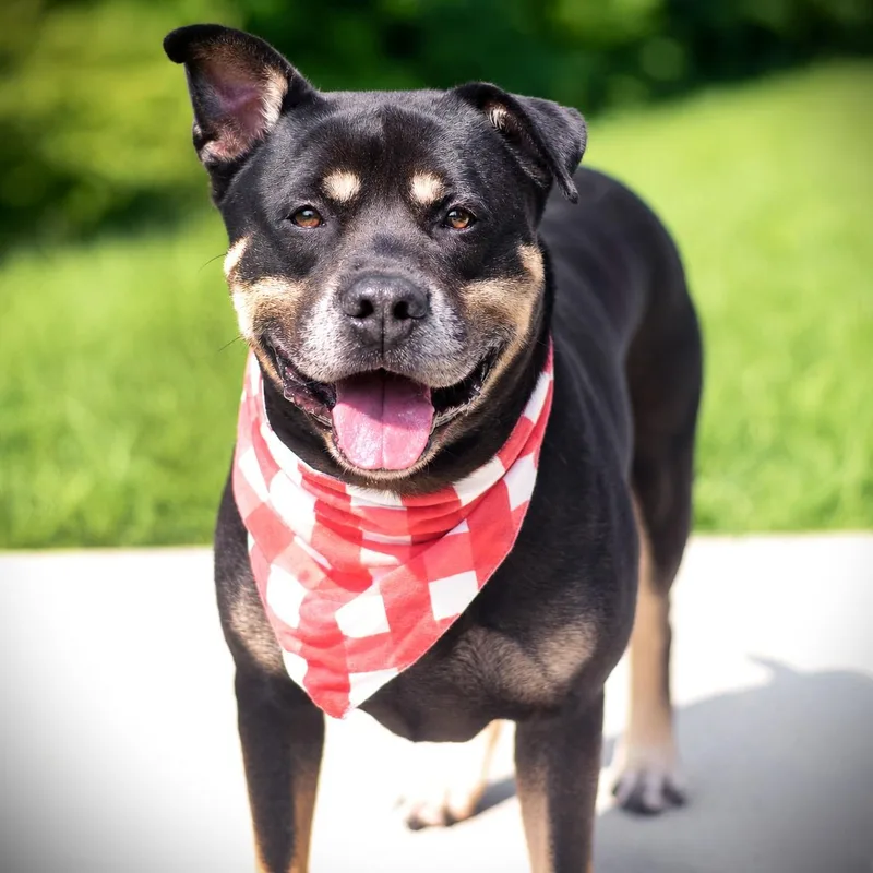 An adult large-sized male Bicolor Rottweiler dog named Meatball for adoption in Amsterdam, NY