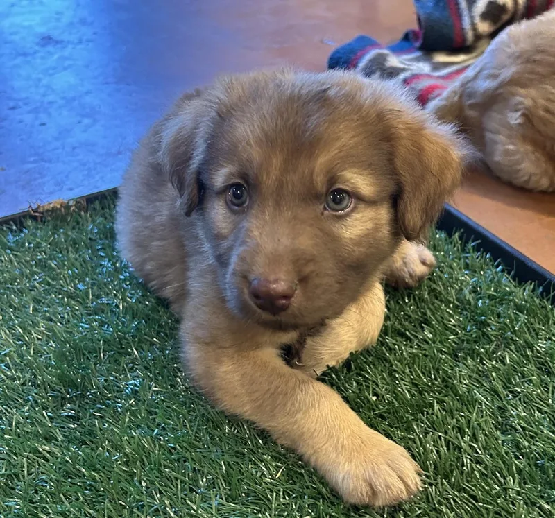 A baby medium-sized female Shepherd dog named Bonnie for adoption in Redwood City, CA