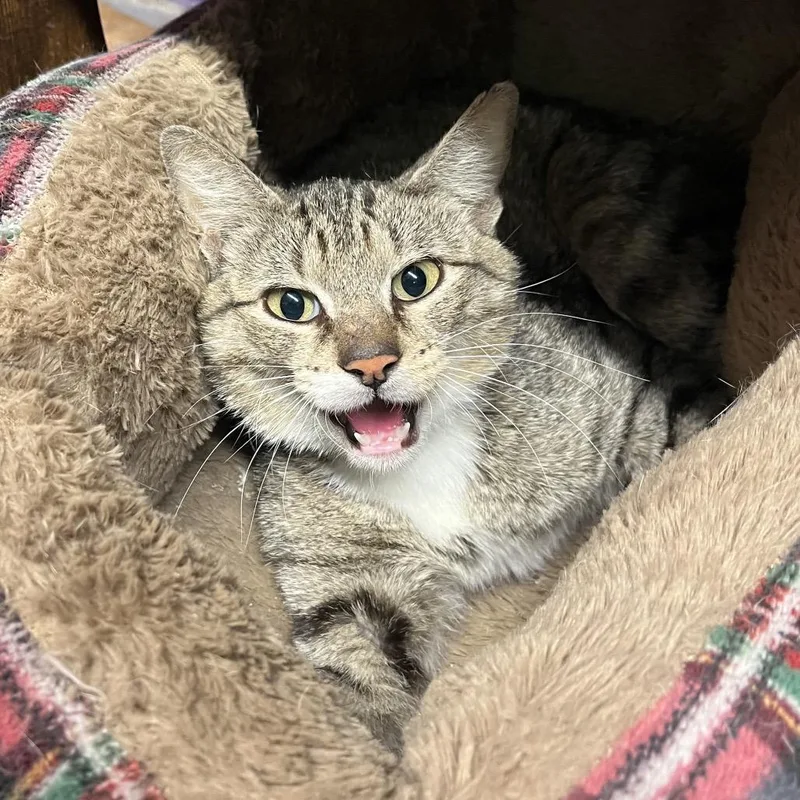 An adult small-sized male Gray / Blue / Silver Domestic Short Hair cat named Einstein for adoption in Pauls Valley, OK