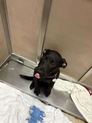 A young medium-sized male Labrador Retriever dog named T`Challa for adoption in Honolulu, HI