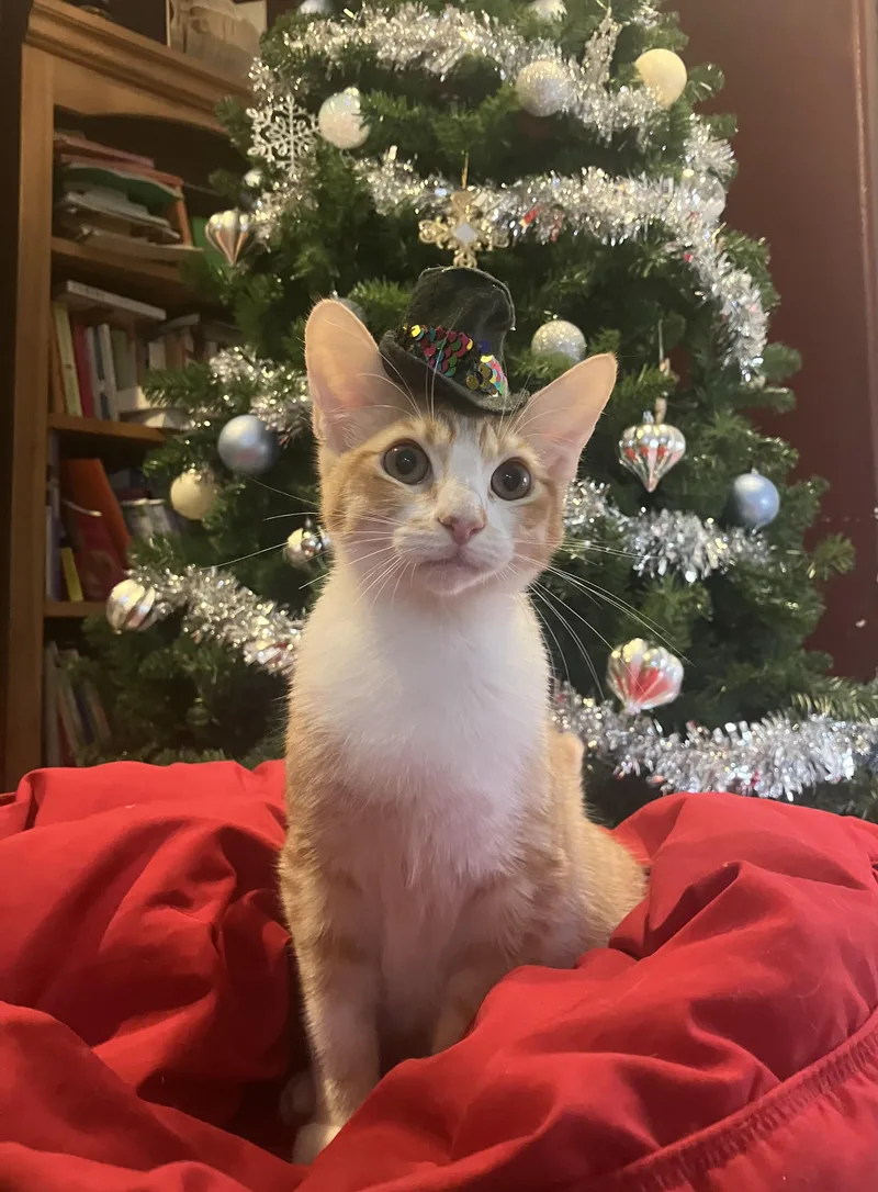 A young medium-sized male Orange & White Domestic Short Hair cat named Apollo for adoption in Hillsboro, OR