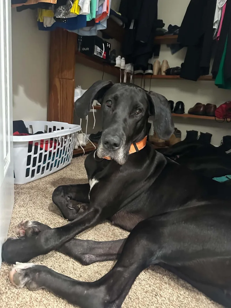 A young extra large-sized female Black Great Dane dog named Khali for adoption in Pensacola, FL