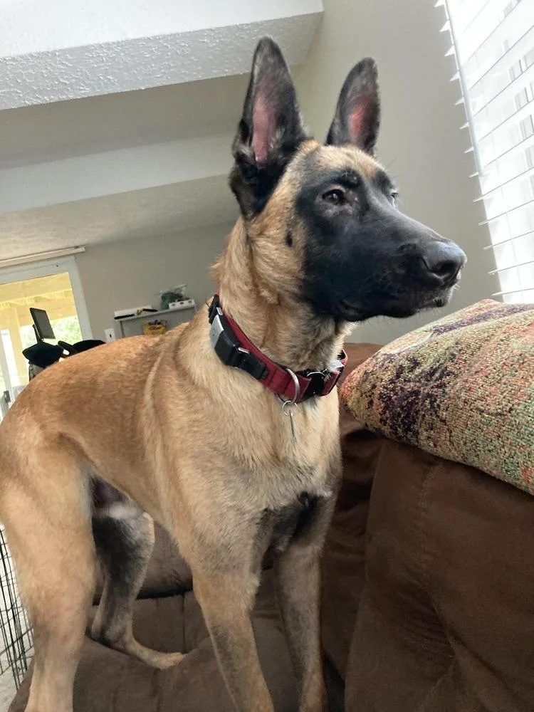 Ryker  Located In thumbnail 6