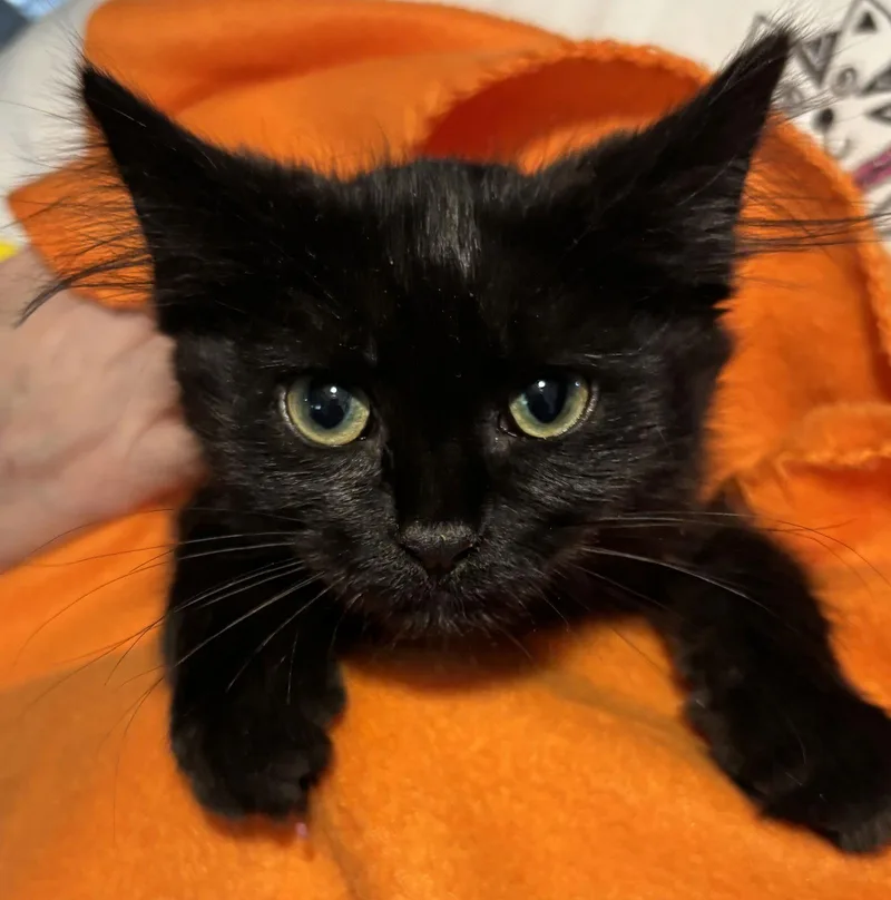 Pit Stop thumbnail 2