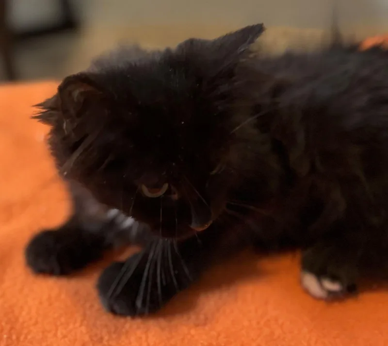 Pit Stop thumbnail 3