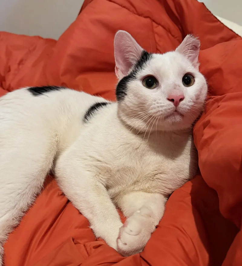 An adult medium-sized male White Domestic Short Hair cat named Marley for adoption in Ridgewood, NY