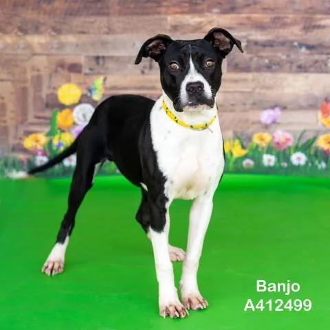 A young large-sized male Pit Bull Terrier dog named Banjo for adoption in Conroe, TX