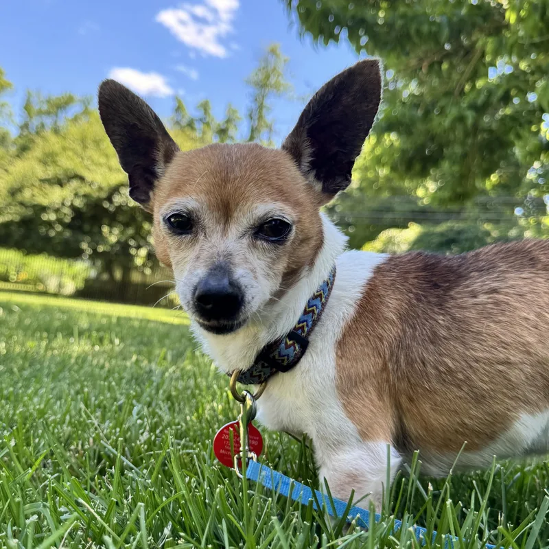 An adult small-sized male Chihuahua dog named David the Smoocher for adoption in Stamford, CT