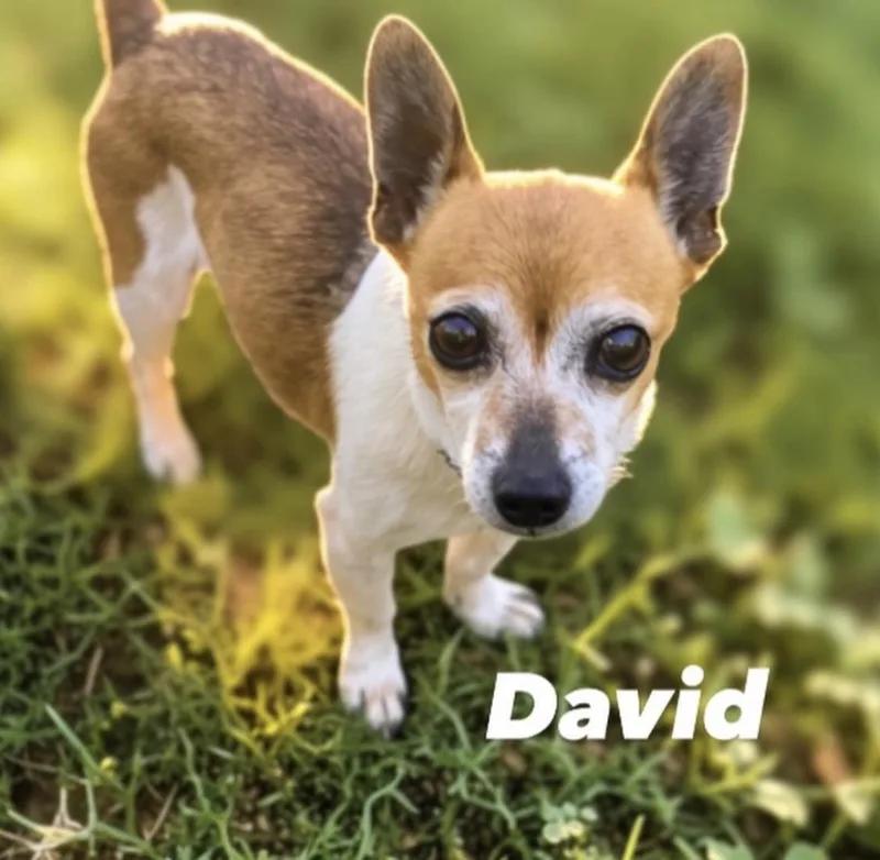 David the Smoocher thumbnail 2