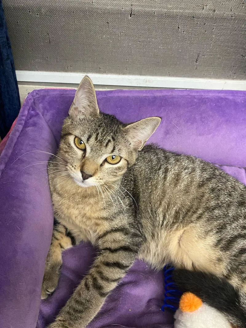 A baby medium-sized male Tabby (Brown / Chocolate) Domestic Short Hair cat named Teddy And Luka for adoption in Franklin, MA