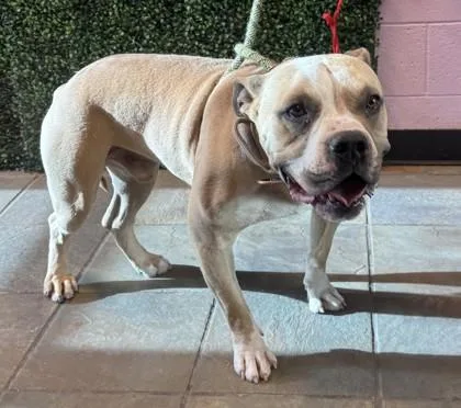 An adult large-sized male Yellow / Tan / Blond / Fawn Pit Bull Terrier dog named 60802397 for adoption in El Paso, TX