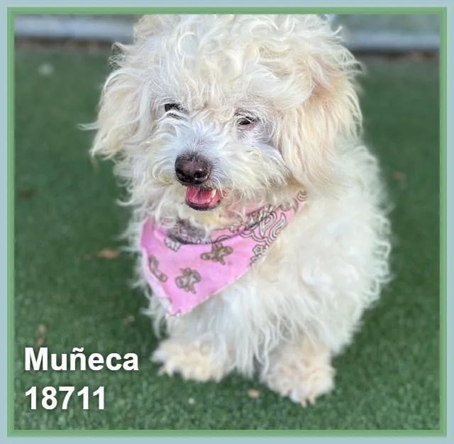 Muñeca