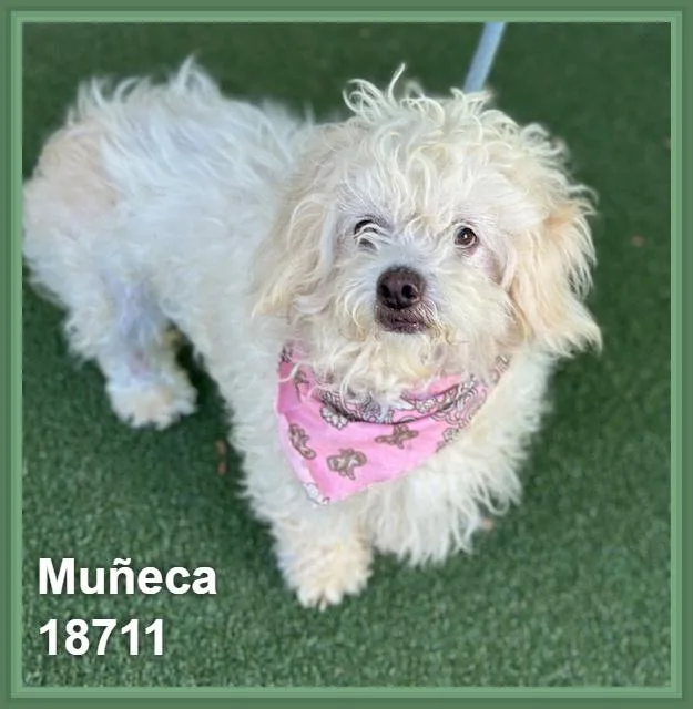 Muñeca thumbnail 3