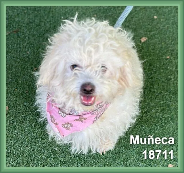Muñeca thumbnail 4