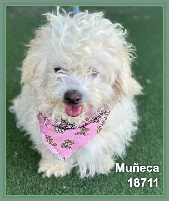 Muñeca thumbnail 5