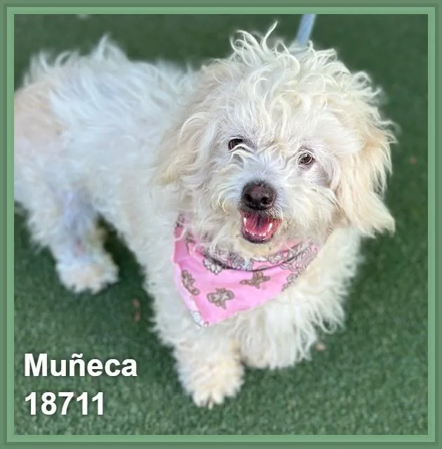 Muñeca thumbnail 6