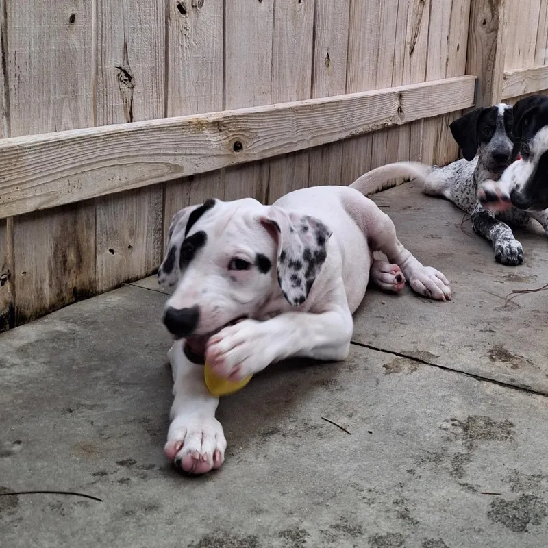 A baby medium-sized male White / Cream German Shorthaired Pointer dog named Charlie for adoption in Freeport, FL