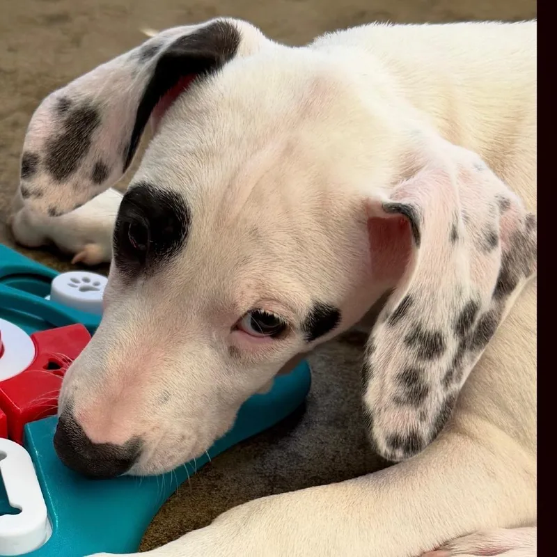 Charlie thumbnail 5