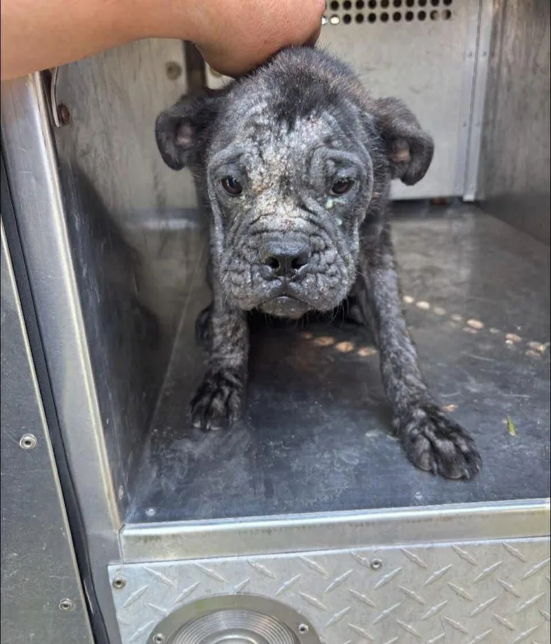 A young medium-sized male Brindle American Bulldog dog named Floyd for adoption in Potomac, MD