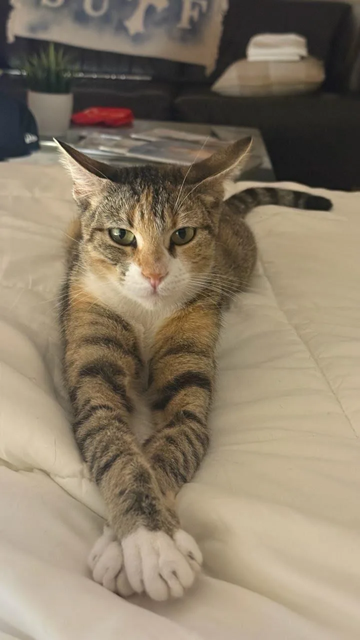 An adult medium-sized female Domestic Short Hair cat named Charlie for adoption in Los Angeles, CA