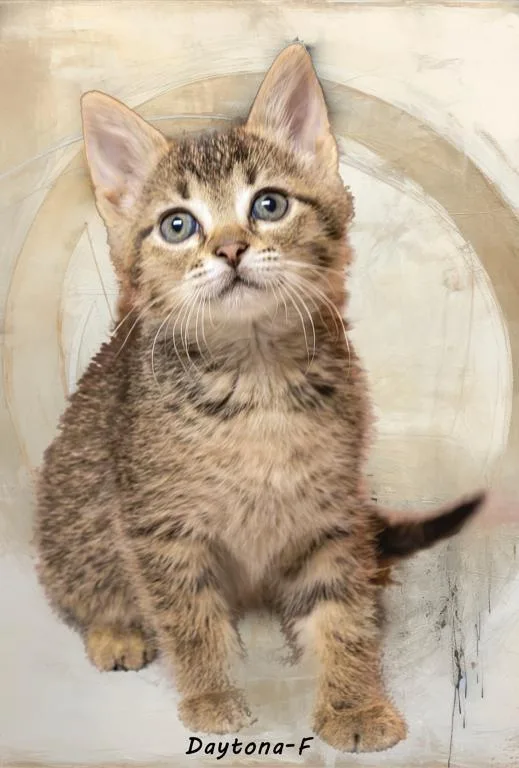 A baby medium-sized female Tabby (Brown / Chocolate) Domestic Short Hair cat named Daytona for adoption in Tomah, WI