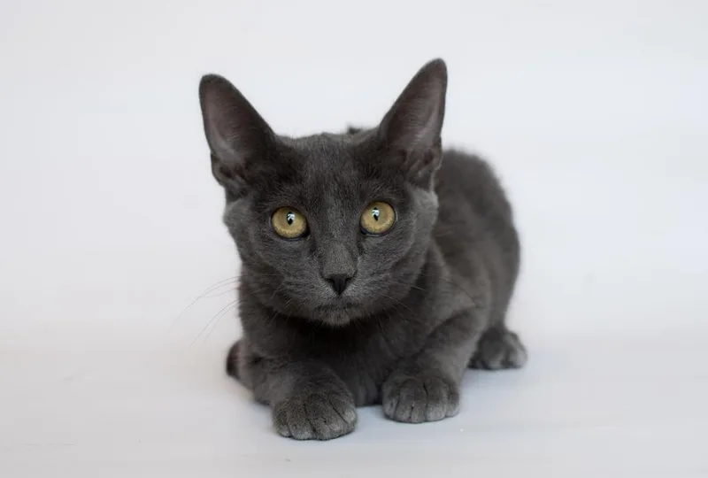 A baby medium-sized female Gray / Blue / Silver Domestic Short Hair cat named Connie for adoption in Sedalia, CO