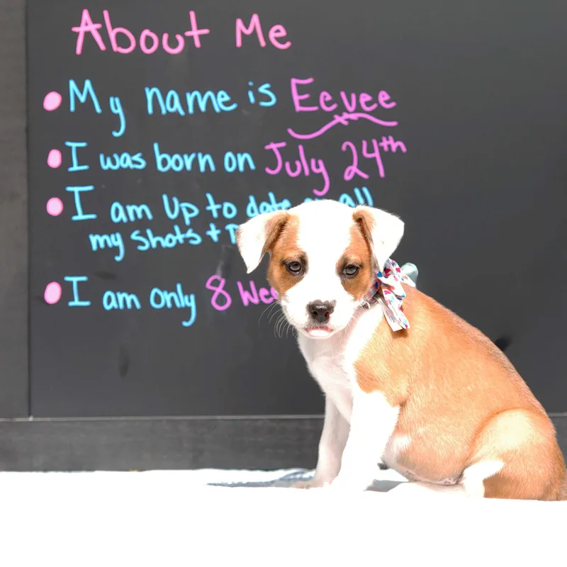 A baby medium-sized female Pit Bull Terrier dog named Eevee for adoption in Madisonville, TX