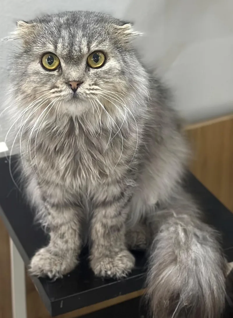A young medium-sized male Manx cat named Chadd for adoption in Snow Hill, MD