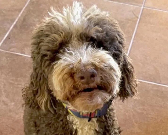 An adult medium-sized female Bernadoodle dog named Berry for adoption in San Ramon, CA