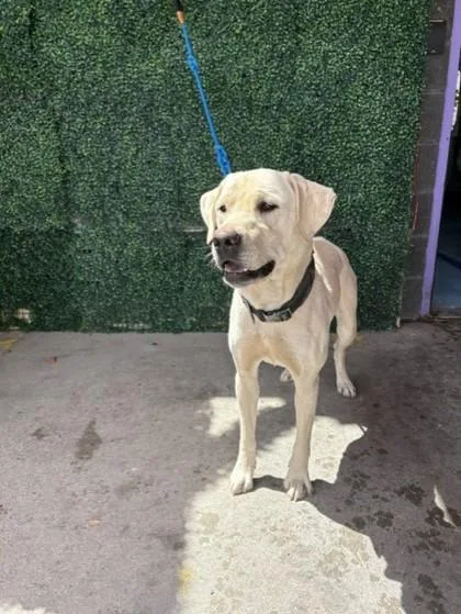 An adult large-sized male White / Cream Labrador Retriever dog named Zeno for adoption in El Paso, TX