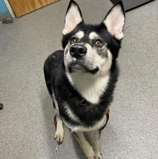 An adult large-sized male Siberian Husky dog named Munch for adoption in Escondido, CA