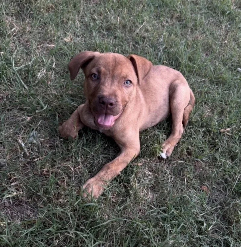 A baby large-sized male Labrador Retriever dog named Petey Lonestar for adoption in Rockaway, NJ
