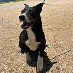 Tootles
