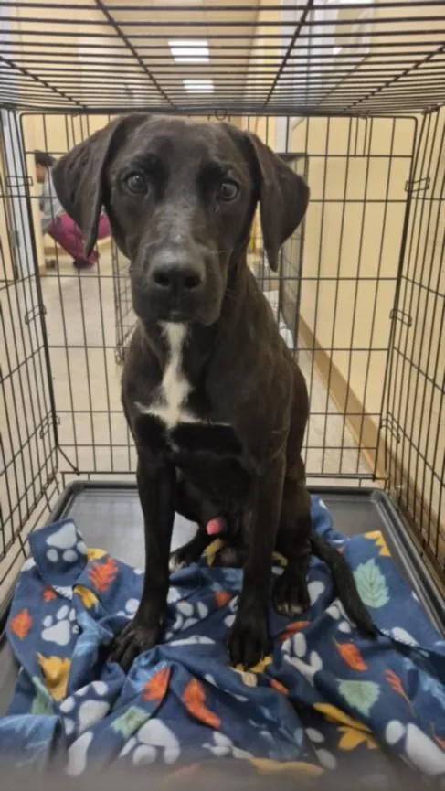 An adult medium-sized male Labrador Retriever dog named Kronos for adoption in Texas City, TX