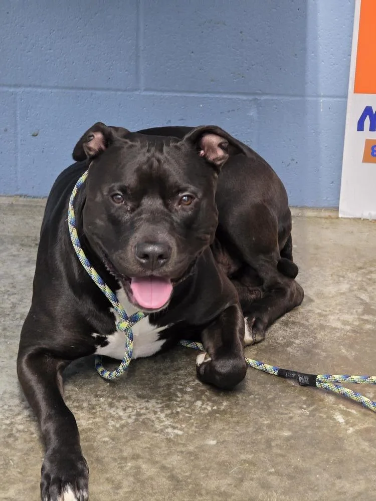 An adult large-sized male Tricolor (Brown, Black, & White) Pit Bull Terrier dog named Cheeseburger for adoption in Evansville, IN