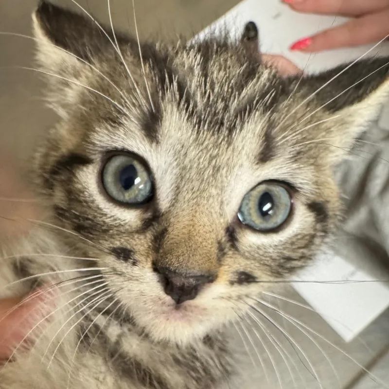 A baby small-sized female Gray / Blue / Silver Domestic Short Hair cat named Funfetti for adoption in Pekin, IL