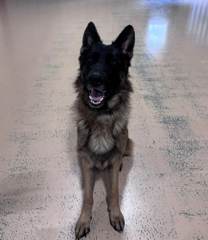 A young large-sized male German Shepherd Dog dog named Dexter for adoption in Pembroke, MA