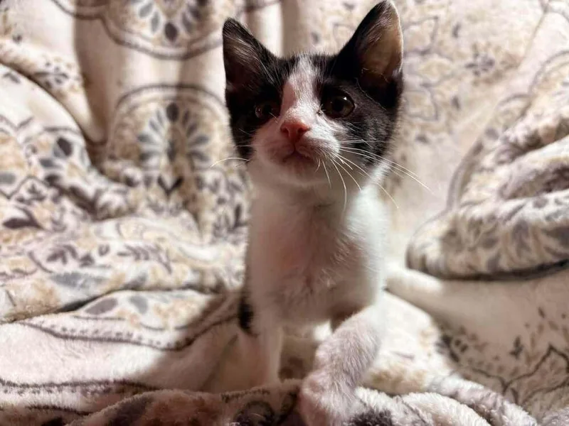 A baby small-sized male Domestic Short Hair cat named Tutter for adoption in South Bend, IN