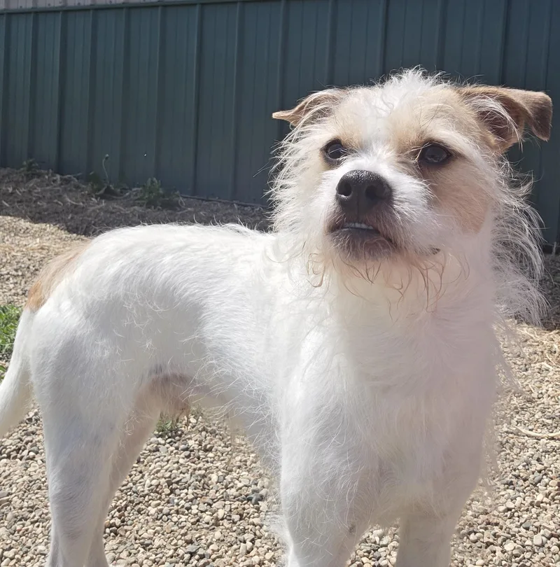 An adult small-sized male White / Cream Jack Russell Terrier dog named Hamlin for adoption in Brookings, SD