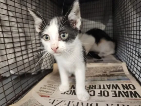 A baby small-sized male Domestic Short Hair cat named Cheeser for adoption in Los Angeles, CA