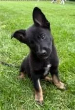 A baby medium-sized male Shepherd dog named Turbo for adoption in Palatine, IL