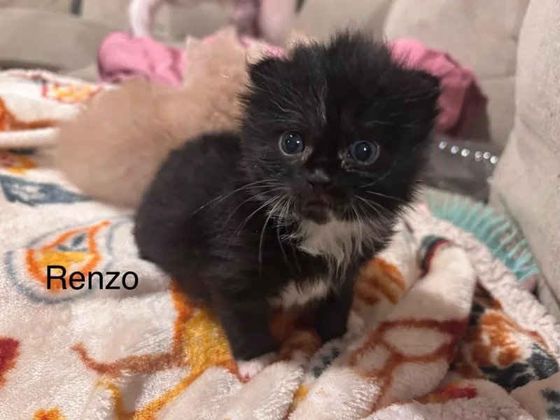 A baby medium-sized male Domestic Short Hair cat named Renzo for adoption in Johnson City, TN