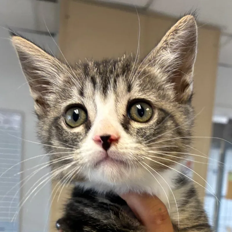 A baby small-sized male White Domestic Short Hair cat named Nick for adoption in Santa Barbara, CA