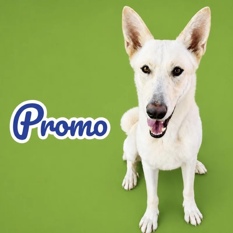 Promo