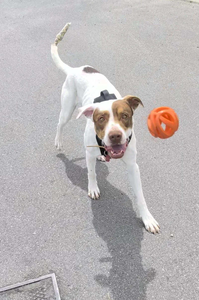An adult large-sized male Labrador Retriever dog named Casey for adoption in Nashville, TN