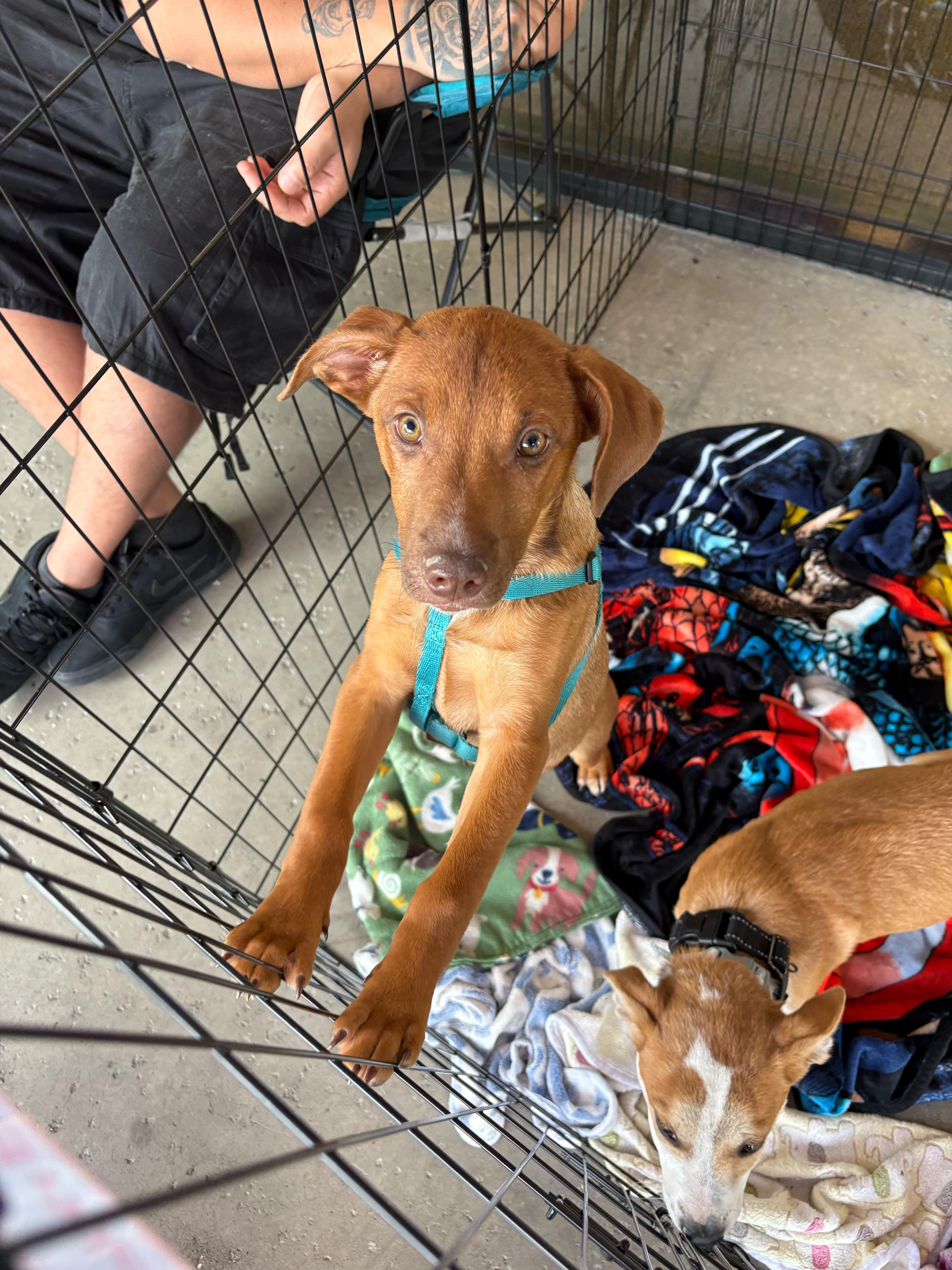 A baby small-sized female Terrier dog named Thelma for adoption in Tracy, CA