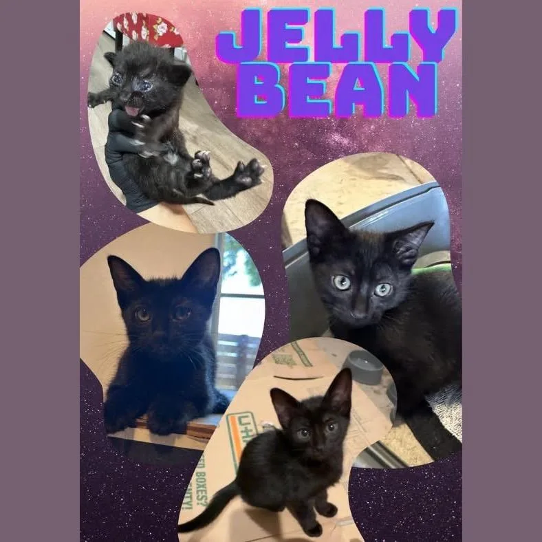 A baby small-sized female Black Domestic Short Hair cat named Jelly Bean for adoption in Orangevale, CA