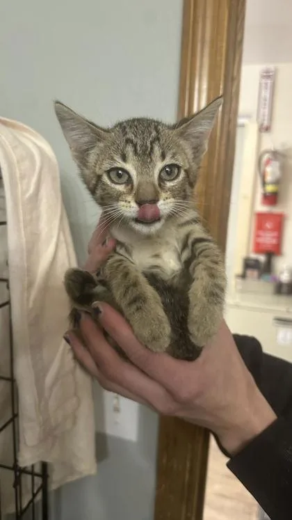 A baby small-sized male Domestic Short Hair cat named Astro for adoption in Divide, CO