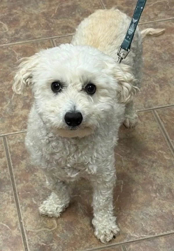 An adult small-sized male Poodle dog named Milo for adoption in Littleton, CO