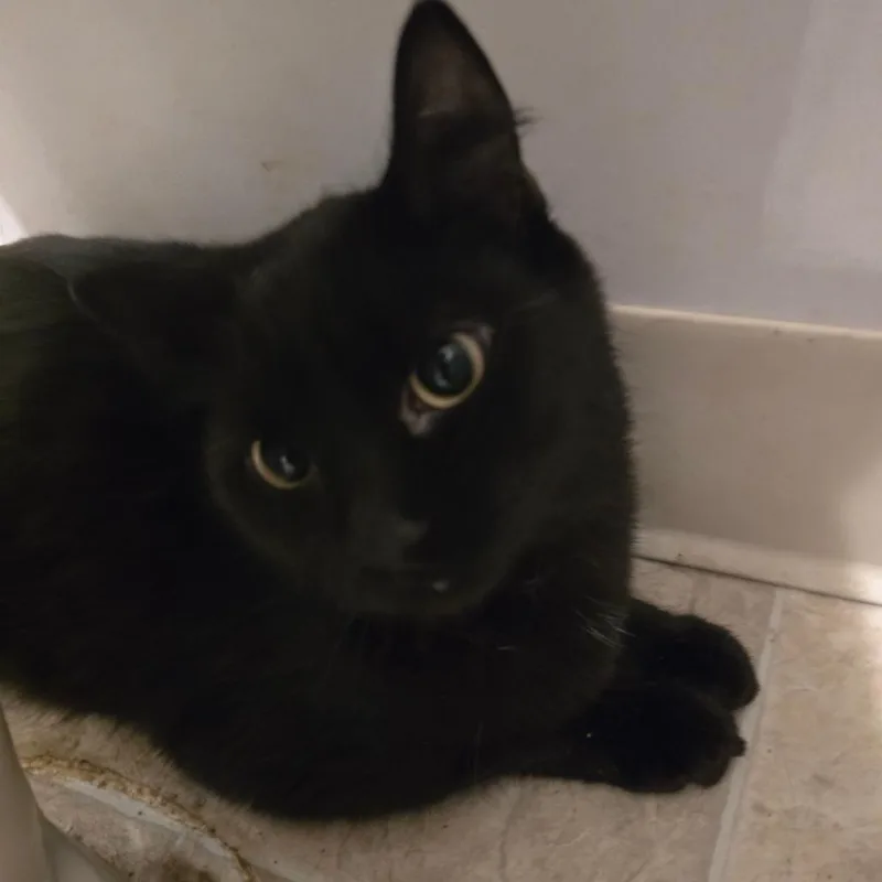 An adult medium-sized female Black Domestic Short Hair cat named Sabrina for adoption in Klamath Falls, OR